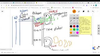 Translocation AQA Biology A Level [upl. by Orag]