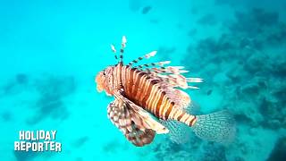 Holiday Reporter schnorcheln am Hausriff Stella Makadi  Snorkeling Makadi Bay Rotes Meer  Ägypten [upl. by Craig581]