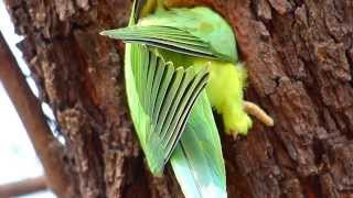 Roseringed Parakeet at its treenest hole [upl. by Eenobe402]