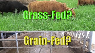 Raising Grass fed VS Grain fed Cattle [upl. by Ttenna905]