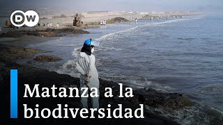 Playas y fauna marina en Perú afectadas por derrame de petróleo [upl. by Eeneg]