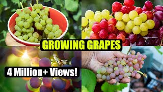 How to Grow Grapes A Complete Garden Growing Guide [upl. by Tirb868]