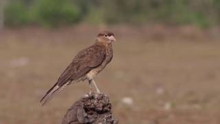 Chimango Caracara [upl. by Aynotal13]