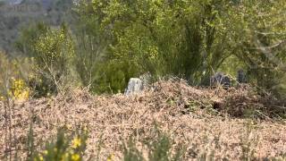 La forêt de Brocéliande [upl. by Nessim]