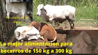 Dieta de iniciación para becerros de 150 kg a 300 kg de peso [upl. by Deehan655]