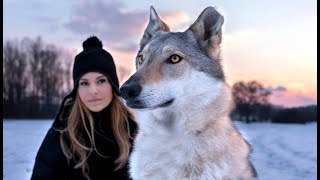 CZECHOSLOVAKIAN WOLFDOG  The Ultimate Guide  Animal Watch [upl. by Ecneret]