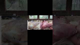 gumboro disease in poultrysymptoms and treatmentpoultryfarming [upl. by Siffre]