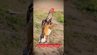 aseel Murga amroha murga rooster aseel aseel viralvideo champion murga [upl. by Adlecirg]