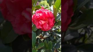 Camellia Japonica garden flower [upl. by Ettevi]