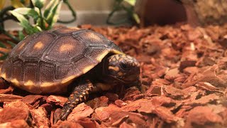 How To Set Up A Red Foot Tortoise Cage [upl. by Novad]