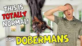 Concerning Behaviors Dobermans Do That Are ACTUALLY Normal [upl. by Einatsed245]