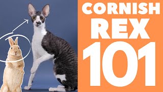 Cornish Rex Cat 101  Breed amp Personality [upl. by Eniahs]