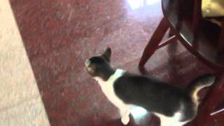 Japanese bobtail cat talking [upl. by Phipps955]