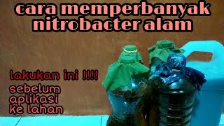 Cara memperbanyak nitrobacter yang sudah ada didalam botol sebelum diaplikasikan ke lahan [upl. by Enyala]