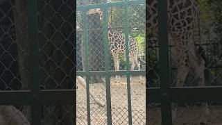 zoological garden Kolkata ytshorts sunidhikitchenandvlog [upl. by Attevroc460]