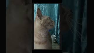 Pusa ko kumanta shortvideo cat catlover viralvideo [upl. by Miun736]