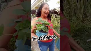 Compra de frutíferas na florescer em Arujá [upl. by Grosvenor941]