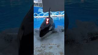 Giant Whale Surfaces at Water Park shortsvideo [upl. by Chloette]