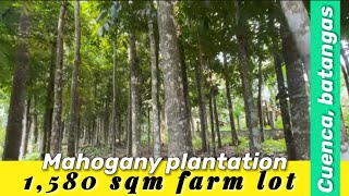 V62924 Mahogany plantation farm lot 1580 sqm ideal for farm house  resthouse amp retirement home [upl. by Eiwoh209]