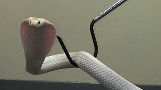 Captured Monocled Cobra Brought To The Los Angeles Zoo [upl. by Redneval]