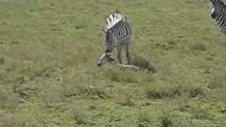 Zebra foals first steps [upl. by Verbenia326]