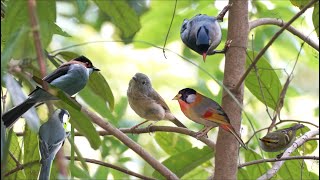 Amazing Forest Birds  Tai Po Kau Nature Reserve Hong Kong 大埔滘自然護理區 [upl. by Mendoza72]