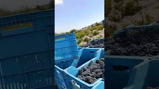 Cabernet Franc nasıl olur bağbozumu denizli vineyardlife okuzgozu bagcılık wine [upl. by Ronacin]