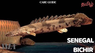 SENEGAL BICHIR  care guide தமிழ் [upl. by Ecyak644]