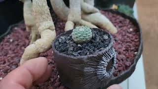 꽃분이네 선인장이야기 Strombocactus disciformis 국수선인장 [upl. by Riella53]