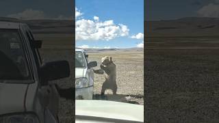 Brown bears Wildlife people food provide poor bear synthwave viralvideo animalkingdom travel [upl. by Zeena]