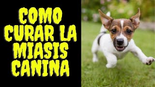 🛑Como CURAR la MIASIS CANINA ⏭Descubre la Mejor TECNICA para ACABAR con los GUSANOS de las BICHERAS✅ [upl. by Anirazc]