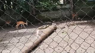 Wildlife sanctuary in Alipore Zoological park Kolkata [upl. by Aitra550]