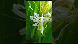 botanical name crinum asiaticum flower 🌸🌸🌸 [upl. by Hairahcez]