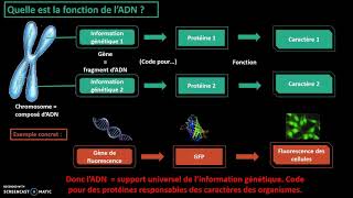 Vidéo bilan fin de chapitre  LADN support de linformation génétique [upl. by Veneaux]