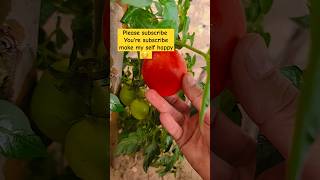 Tomato harvesting today in mini gardenyoutubeshorts shorts [upl. by Mildrid]