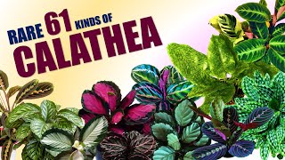 RARE 61 CALATHEA VARIETIES  HERB STORIES [upl. by Rich]