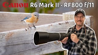 Canon R6 Mark 2 First Day  Winter Bird Photography [upl. by Adraynek312]