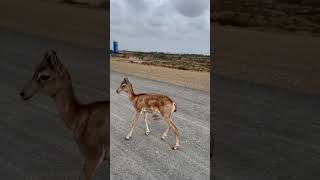 Urial baby 🦌 sbvlogs urial [upl. by Latoniah]