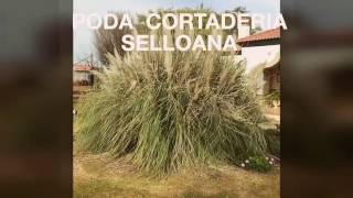 CORTADERIA SELLOANA  Plumero [upl. by Leziar653]