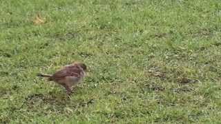 Hopping sparrows in the lawn [upl. by Reiche]