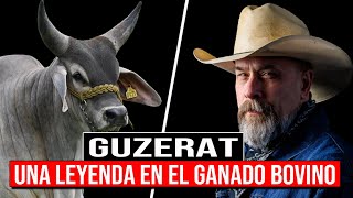 🔴 GUZERAT Más Que una RAZA Una LEYENDA En El Ganado Bovino ✅ Boi Guzerá [upl. by Lenno43]