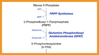 Purine Synthesis [upl. by Joashus]