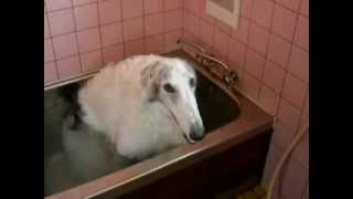 Borzoi dog taking a bath by himself [upl. by Kozloski359]