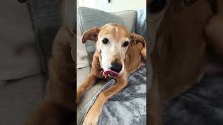 Only dogs can hear this sound dog cute funny shortvideo subscribe viral [upl. by Derwood]