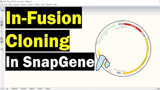 Simulating InFusion Cloning In SnapGene [upl. by Herbert]