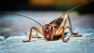 Should Insects Be Part of Your Healthy Diet [upl. by Nitsid]