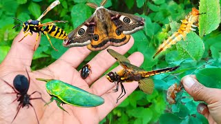 found dragonfly caterpillars green insects caper butterflies fruit flies black grasshoppers [upl. by Debee]