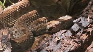 A few words about the most dangerous snake in Amazonia  the common lancehead Bothrops atrox [upl. by Nrubua]