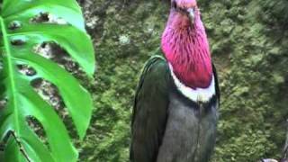 pink headed fruit dove [upl. by Kenzie845]