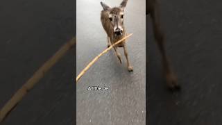 Fawn stopped the road for help animals love shorts [upl. by Madoc]